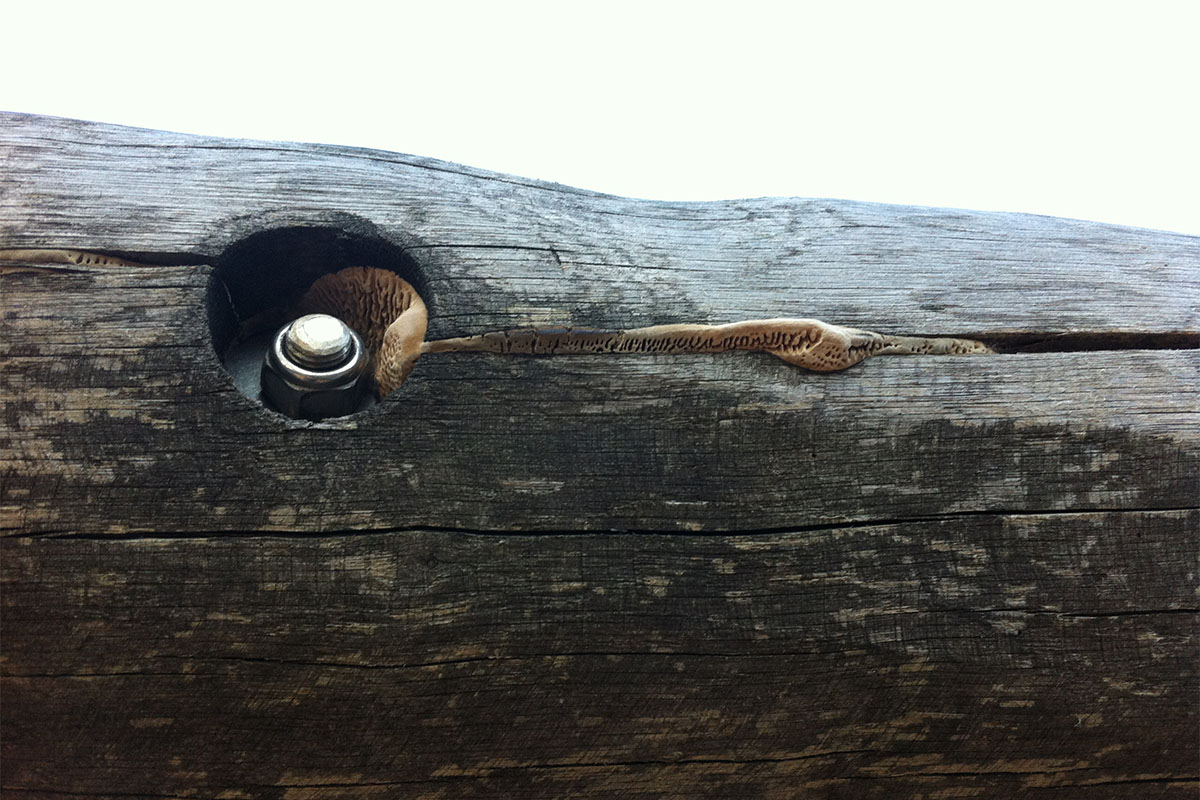Ein Holzpilz an einem Holzbalken