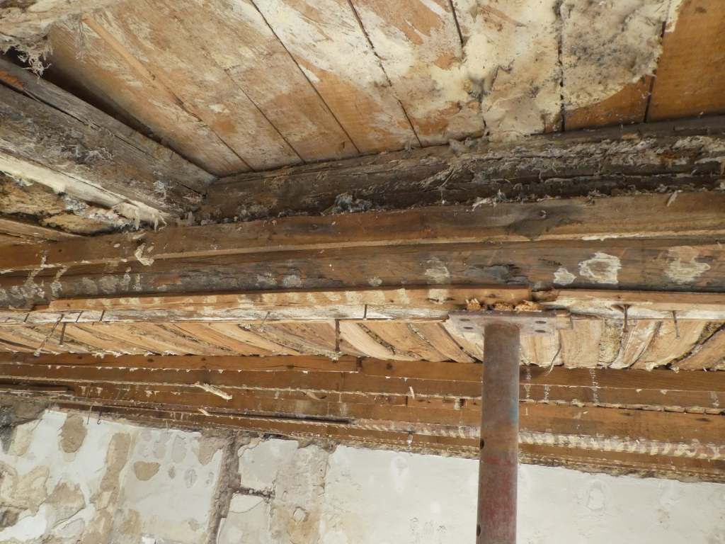Echter Hausschwamm (serpula lacrymans) in historischer Holzbalkendecke nach Wasserleitungsschaden
